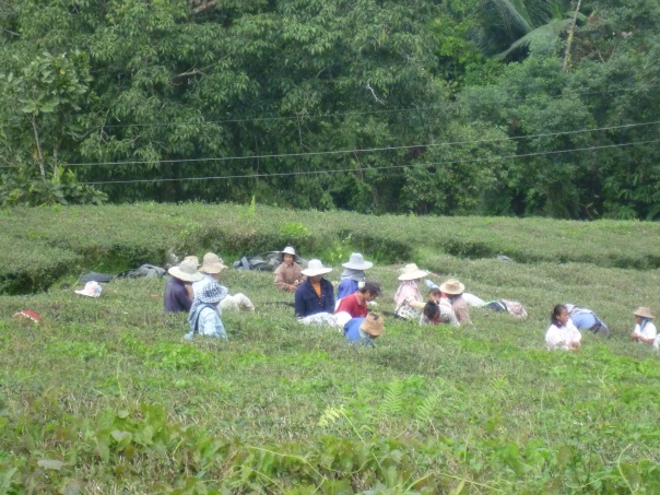 All the villGe up on the mountain harvesting tea.