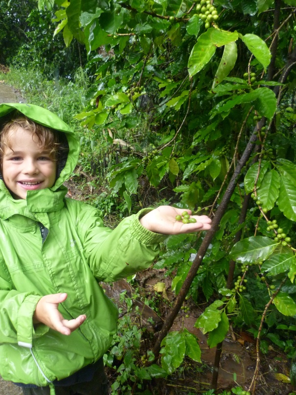 Finley picking some coffee beans - the same we had just enjoyed!