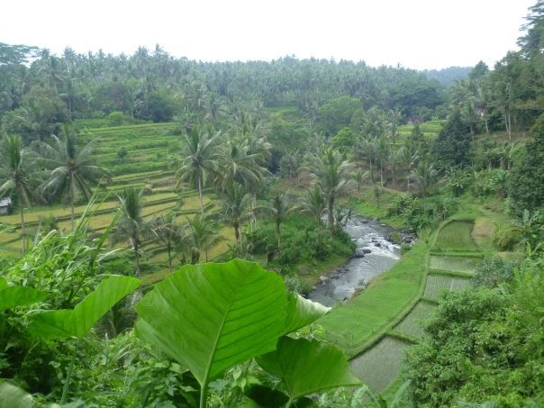 Some of our favorite impressions of Bali...exploring the rice terraces.