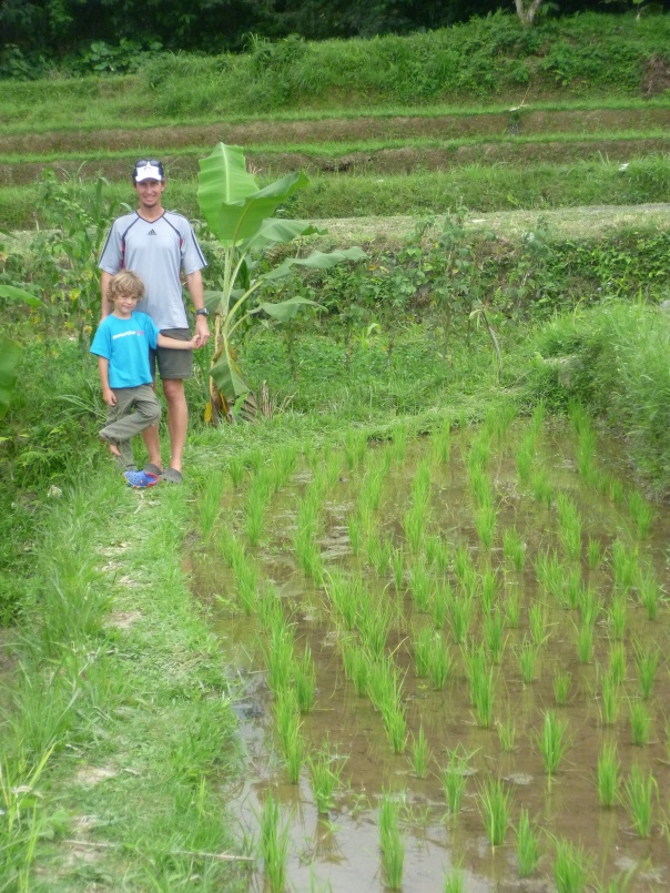 Did you know this is how rice grew?